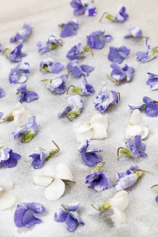 Making candied violets stock image. Image of candying 36169965
