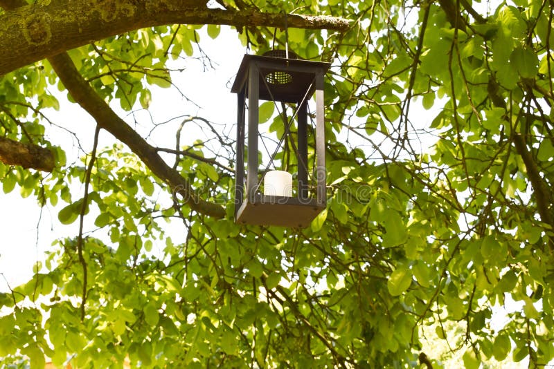 Candle Lantern Hanging on a Tree Branch Stock Photo Image of park