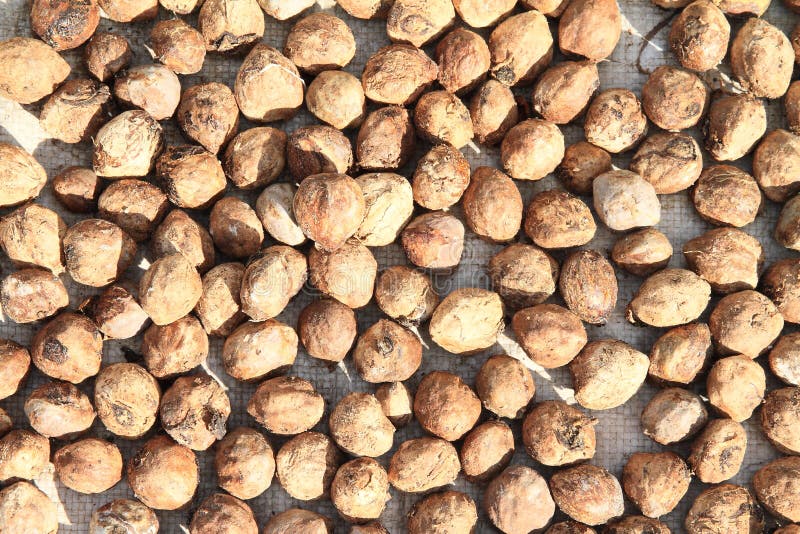 Candlenuts photo stock. Image du légume, saveur, assaisonnement 14117052