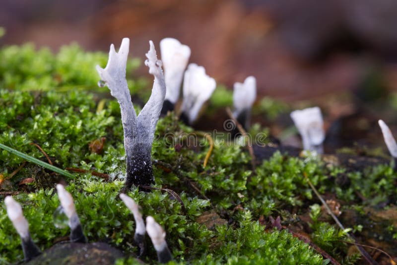 Candlesnuff Fungus