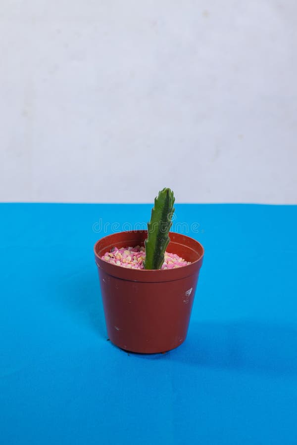 Candlestick Cactus in Chocolate Pot with Stones Stock Image Image of
