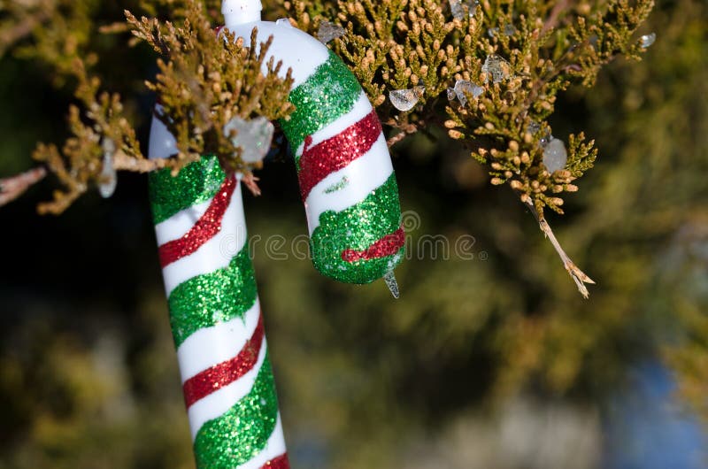 Candy Cane Christmas Ornament Decorating an Outdoor Tree Stock Image