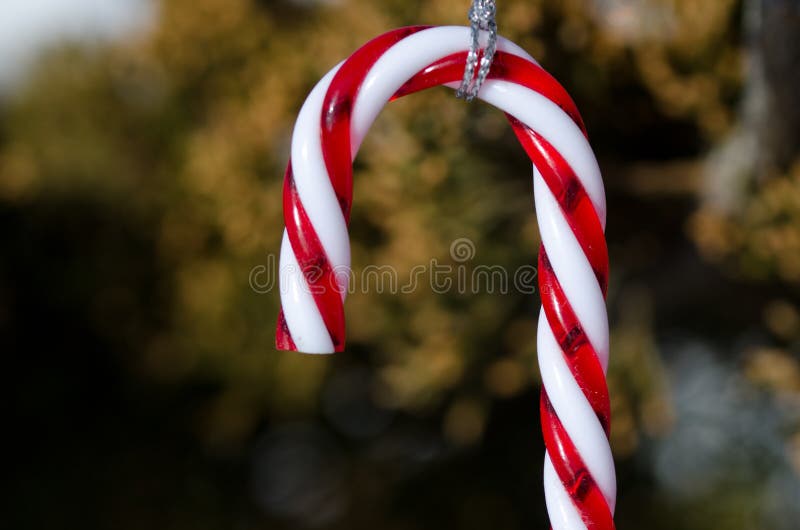 Candy Cane Christmas Ornament Decorating an Outdoor Tree Stock Image