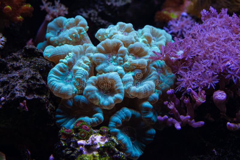 candy-cane-coral-stock-photos-free-royalty-free-stock-photos-from