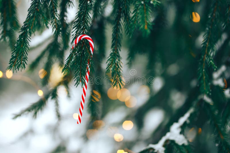Candy Canes on Christmas Tree Stock Image Image of detail, tasty