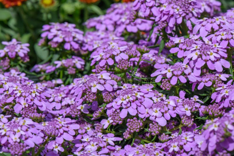 Candytuft Iberis Sempervirens Absolutely Amethyst Sea of Lavender ...