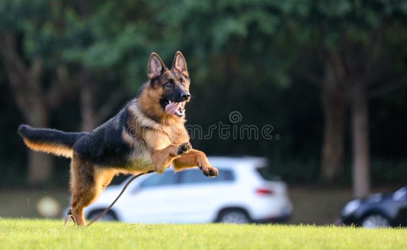 Quando siete povero, il vostro cane è dal vostro lato; quando siete nel dolore, il vostro cane è dal vostro lato; quando siete triste, il vostro cane è ancora intorno voi, in modo da quando siete abbastanza fortunato dovete tenerlo, perché è il vostro soltanto amico leale