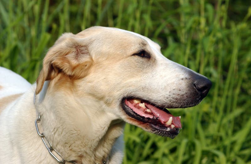 Cane immagine stock libera da diritti Cane immagine stock libera da diritti