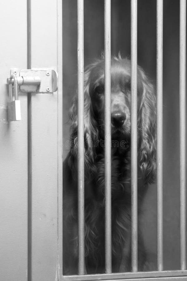 Cane 2 immagine stock