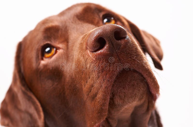 Portrait of dog on white. Portrait of dog on white