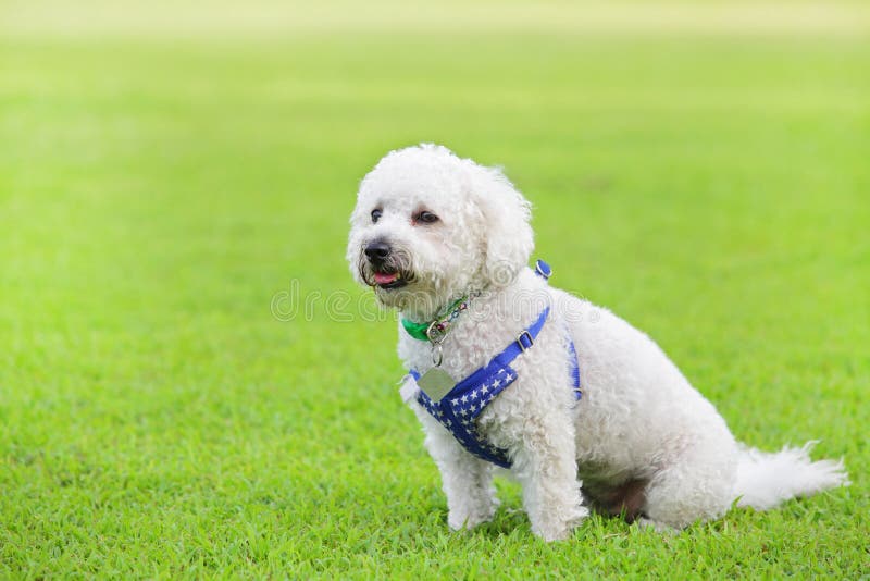 Dog enjoys the grass at a dog park. Dog enjoys the grass at a dog park.