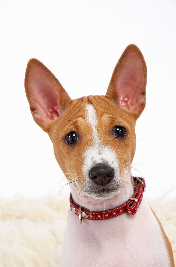 Portrait of a dog - young basenji. Portrait of a dog - young basenji