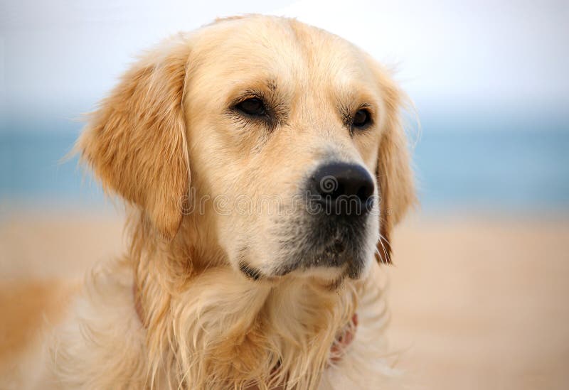 Dog on the beach - golden retriever, close-up shot. Dog on the beach - golden retriever, close-up shot