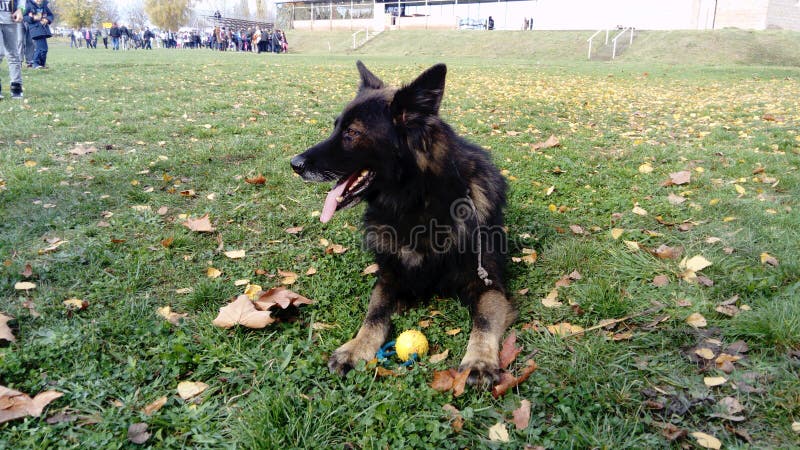 Cane addestrato al servizio di polizia Il cane partecipa a modelle dimostrazioni della polizia Su comando, il cane si è steso e fotografie stock libere da diritti Cane addestrato al servizio di polizia Il cane partecipa a modelle dimostrazioni della polizia Su comando, il cane si è steso e fotografie stock libere da diritti