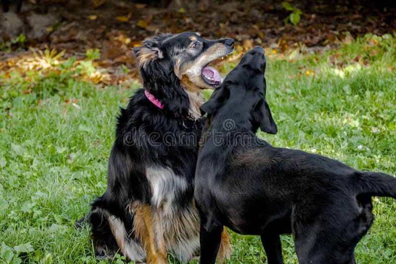 Cane adulto aggressivo contro poco Labrador nero immagine stock Cane adulto aggressivo contro poco Labrador nero immagine stock