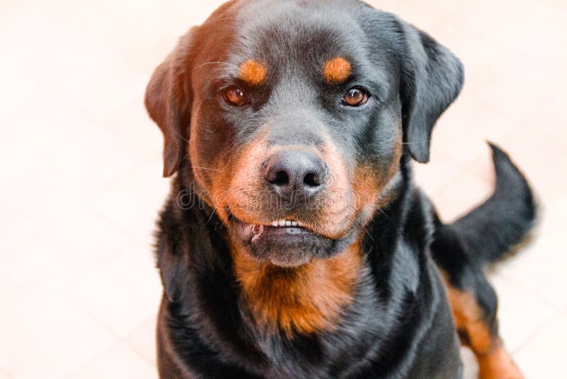 Cane aggressivo, Labrador soleggiato, rabbia in animali