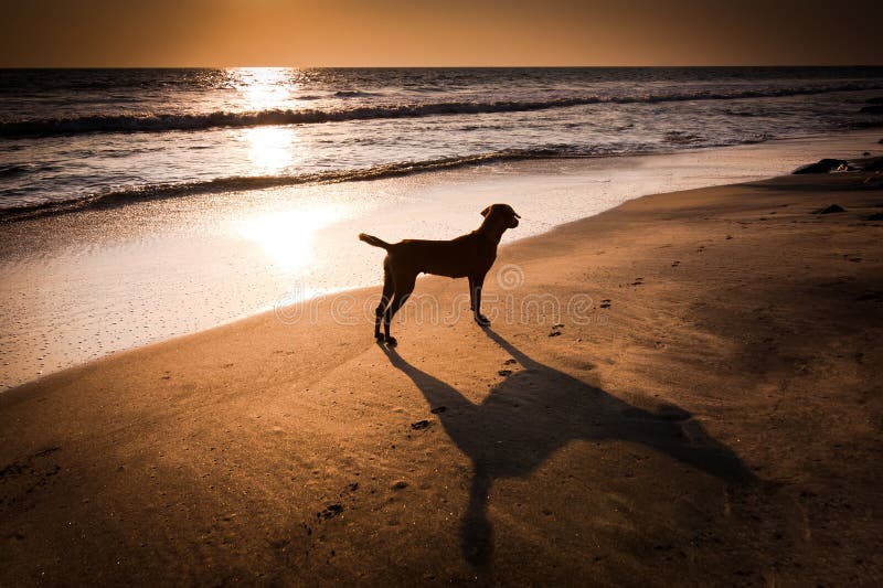 Dog at tropical beach under evening sun. India. Dog at tropical beach under evening sun. India