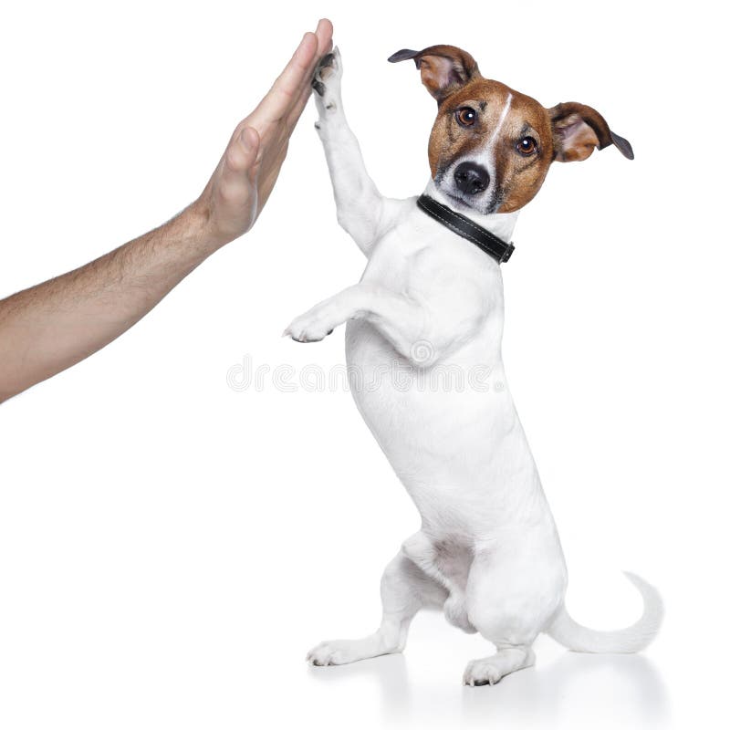 dog high five with male hand. dog high five with male hand