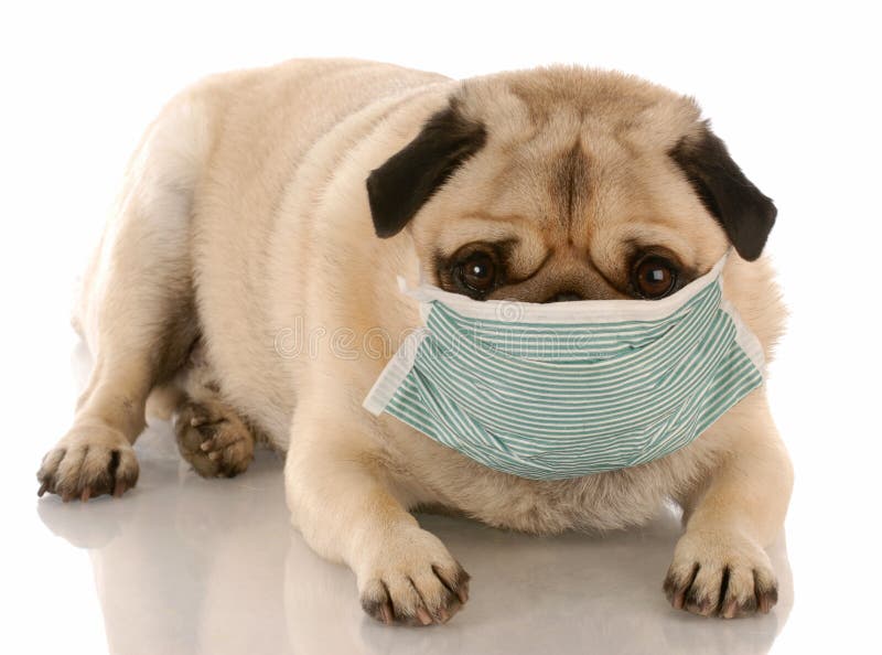 Sick or contagious pug wearing a medical mask. Sick or contagious pug wearing a medical mask