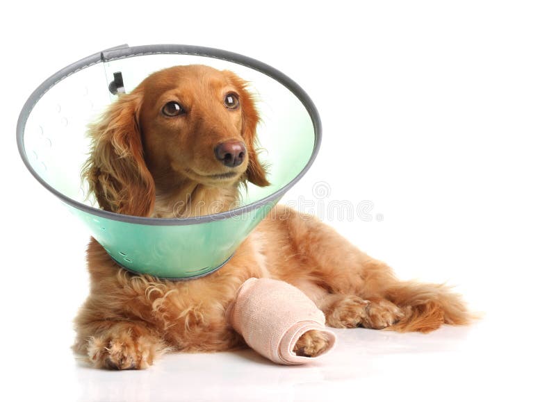 Sick dachshund wearing a funnel collar for a injured leg. Sick dachshund wearing a funnel collar for a injured leg.