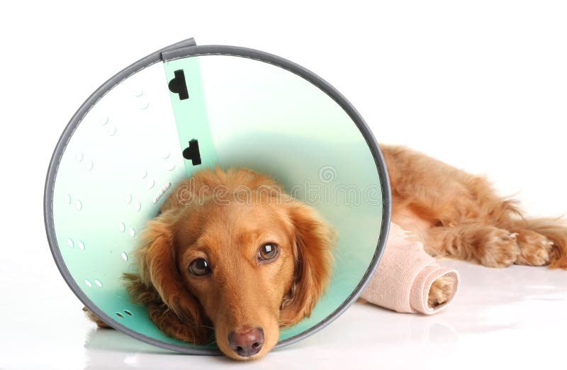 Sick dog wearing a funnel collar for an injured leg. Sick dog wearing a funnel collar for an injured leg.