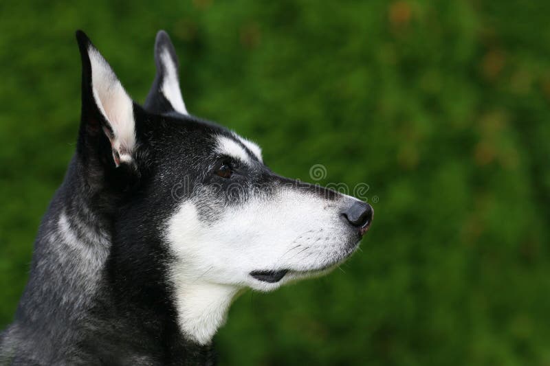 Cane attento immagine stock libera da diritti Cane attento immagine stock libera da diritti