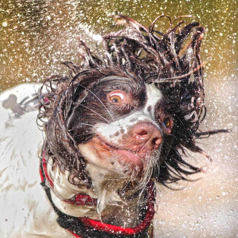Cane Bagnato Che Scuote Testa Immagine Stock Immagine di faccia, difettoso 38326341