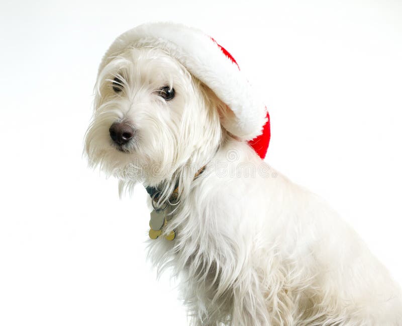 Cane bianco in cappello della Santa immagine stock libera da diritti Cane bianco in cappello della Santa immagine stock libera da diritti