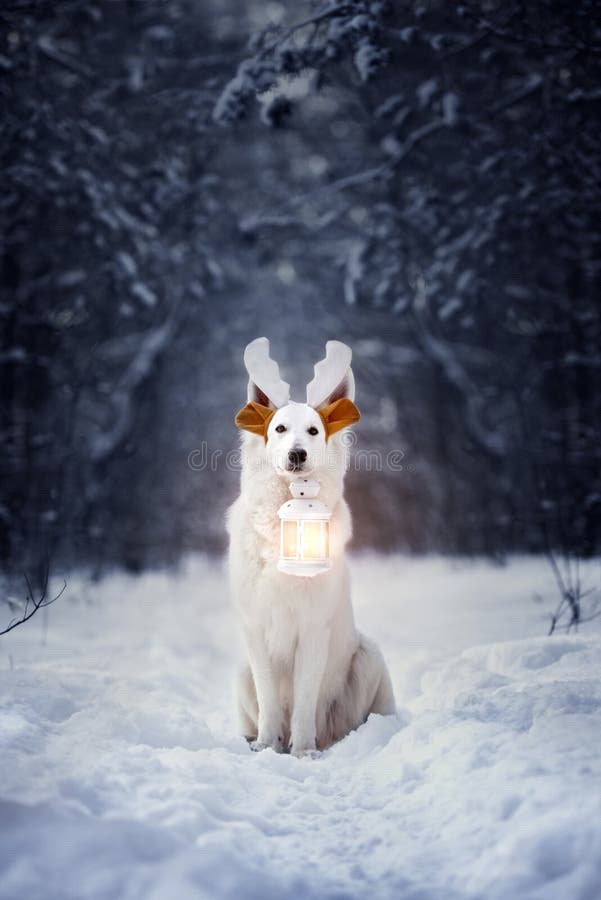 Cane bianco con le orecchie di renna che regge il semaforo di Natale fotografia stock Cane bianco con le orecchie di renna che regge il semaforo di Natale fotografia stock