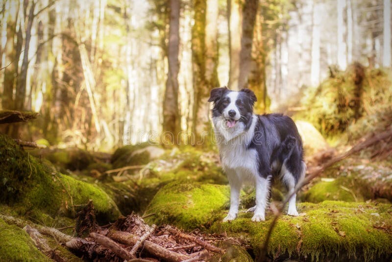 Cane in bianco e nero di border collie in foresta fotografie stock Cane in bianco e nero di border collie in foresta fotografie stock