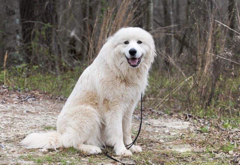 Cane bianco simile a pelliccia di grandi Pirenei fuori sul guinzaglio
