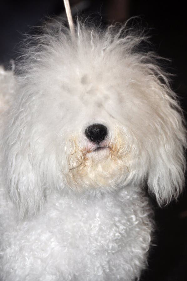 Cane bolognese fotografia stock. Immagine di animale 39513392