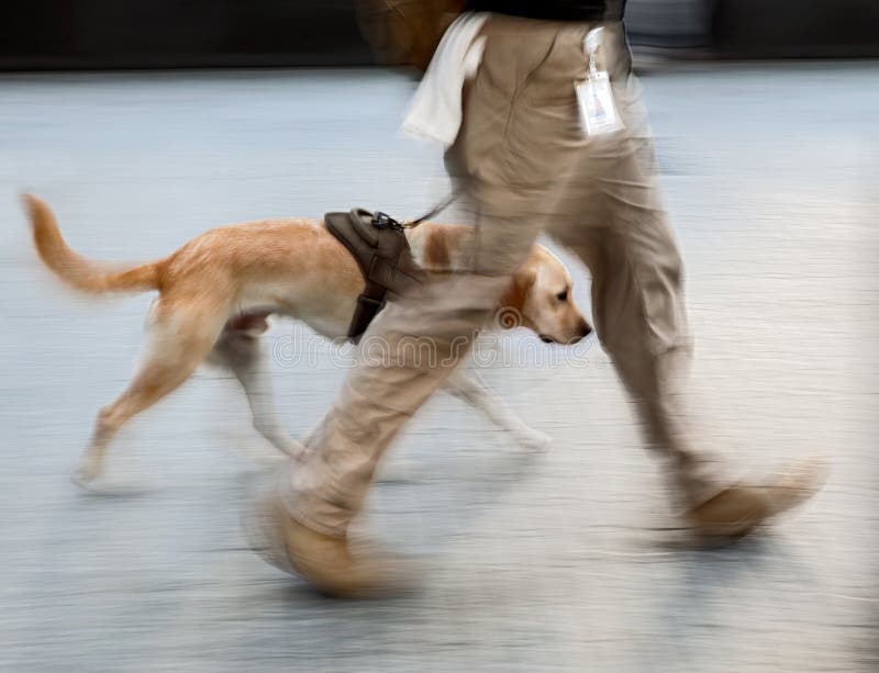 Cane canino di servizio su una sfuocatura intenzionale della via della città