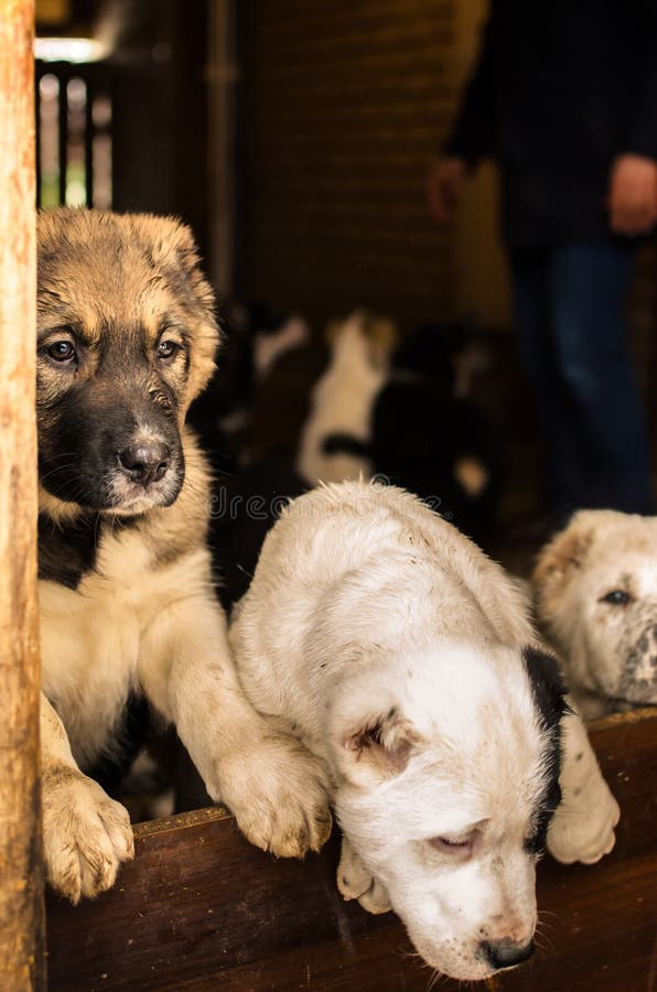 Cane Cannel Foto Calde Con Cuccioli Di Alabai In Cerca Di Una Casa Fotografia Stock Immagine Di Adorable Foresta