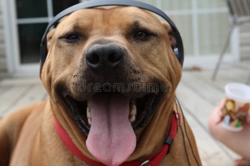 Cane che ama la sua musica fotografia stock Cane che ama la sua musica fotografia stock