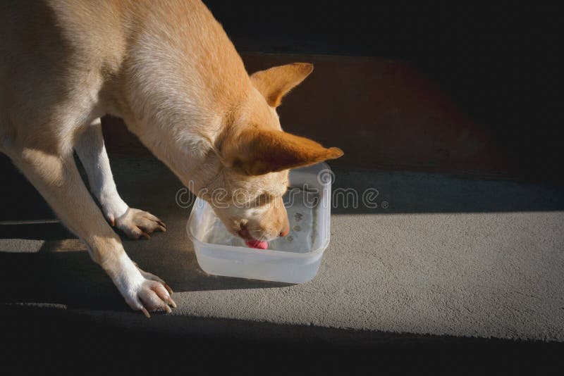 Cane che beve acqua assetata fotografia stock Cane che beve acqua assetata fotografia stock
