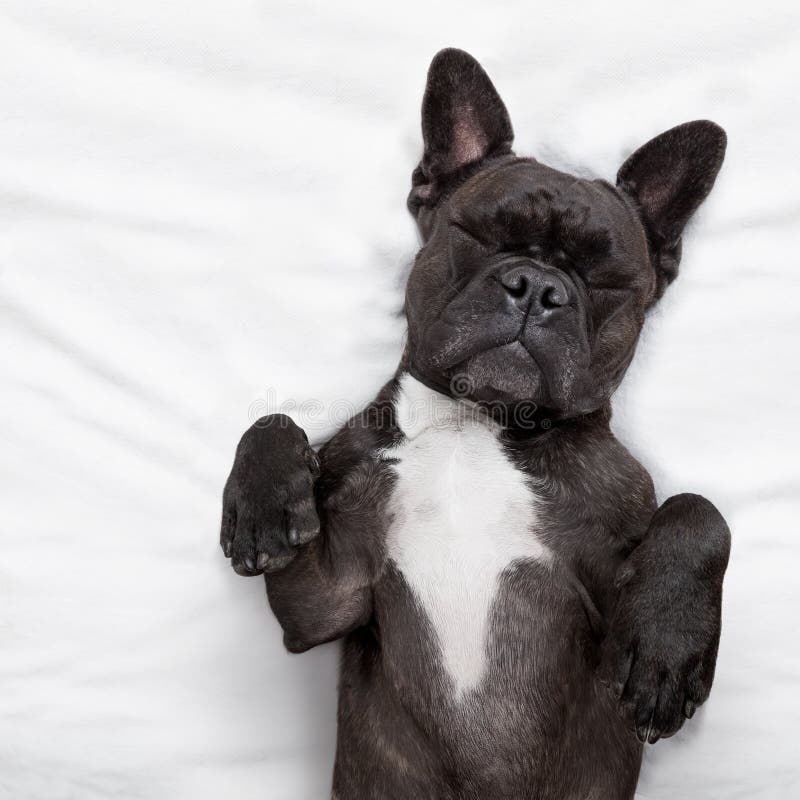 French bulldog dog with headache and hangover sleeping in bed, dreaming of you. French bulldog dog with headache and hangover sleeping in bed, dreaming of you