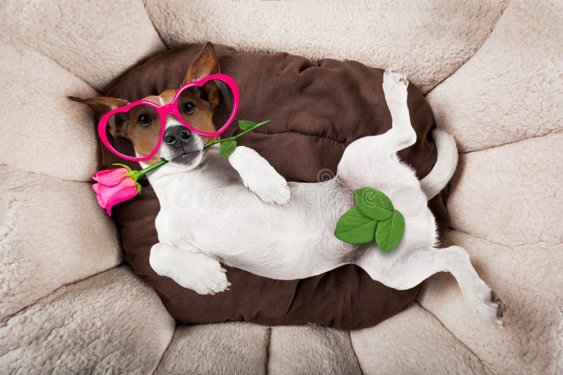 Cane che dorme o che riposa immagini stock Cane che dorme o che riposa immagini stock