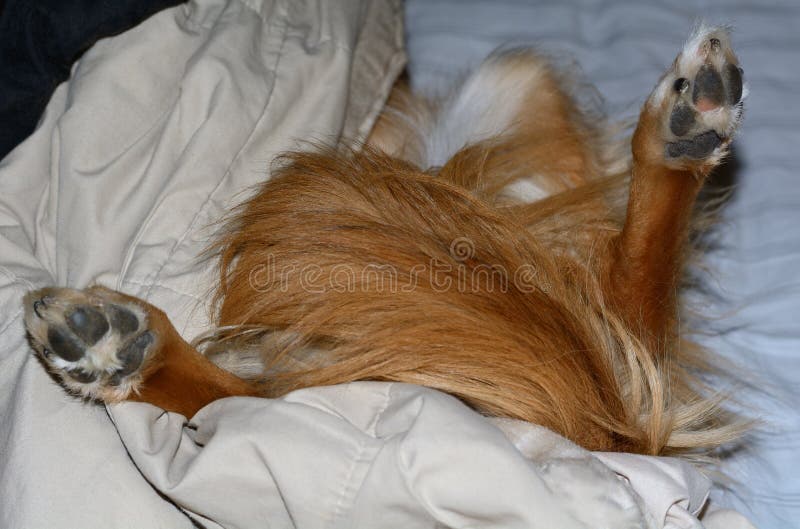 Cane che dorme sottosopra a letto immagine stock libera da diritti Cane che dorme sottosopra a letto immagine stock libera da diritti