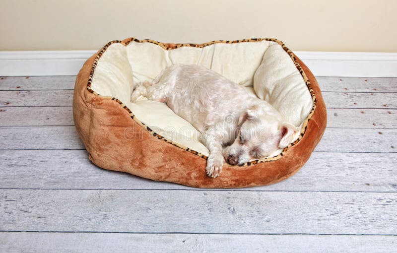 Cane che dorme in un letto del cane fotografia stock Cane che dorme in un letto del cane fotografia stock