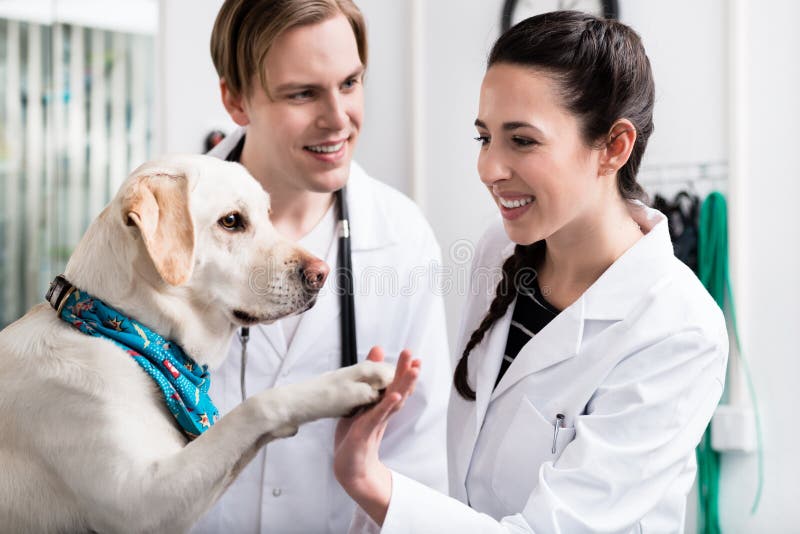 Cane che dà stretta di mano ad un medico fotografia stock Cane che dà stretta di mano ad un medico fotografia stock