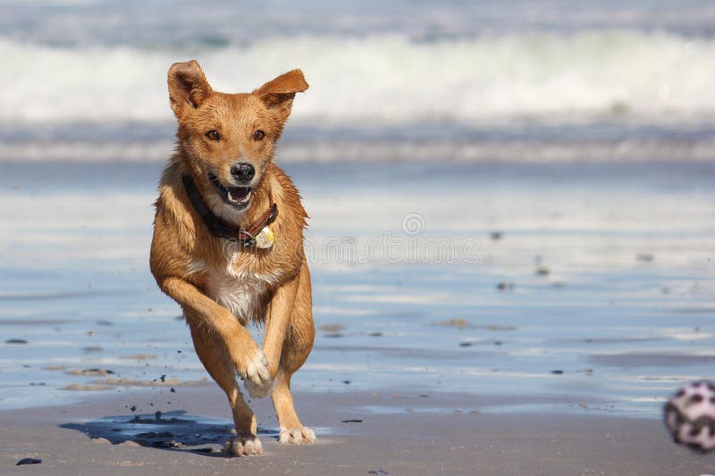 Cane Che Insegue Palla Sulla Spiaggia Immagine Stock - Immagine di