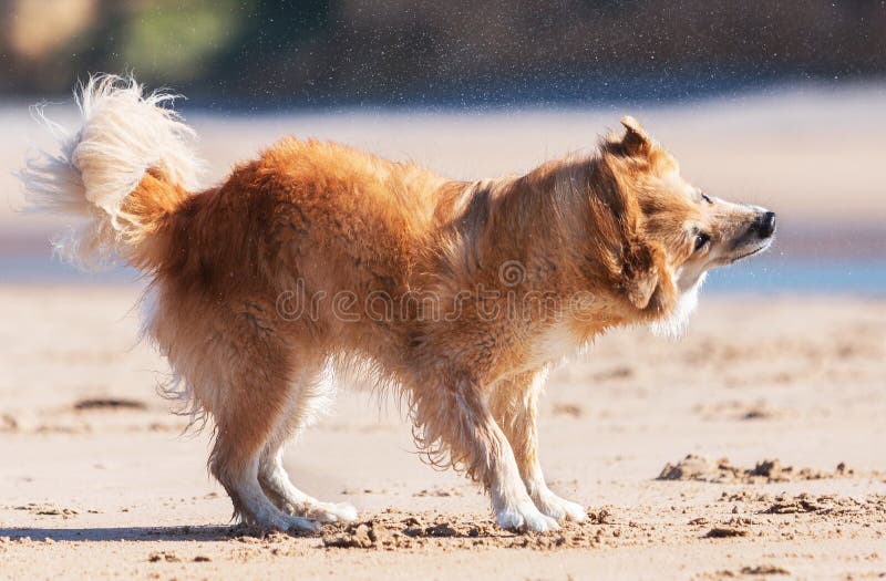 Cane Che Scuote Sulla Spiaggia Immagine Stock Immagine di cane, agitazione 39687033