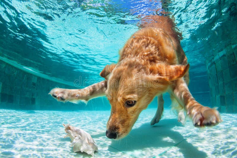 Cane che si tuffa underwater nella piscina immagini stock Cane che si tuffa underwater nella piscina immagini stock