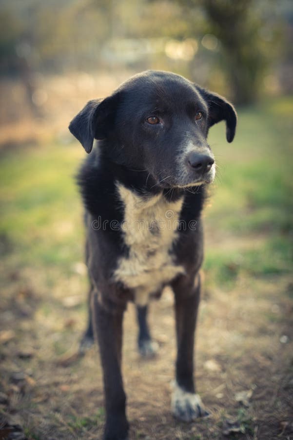 Cane che sta all'aperto di estate immagini stock Cane che sta all'aperto di estate immagini stock