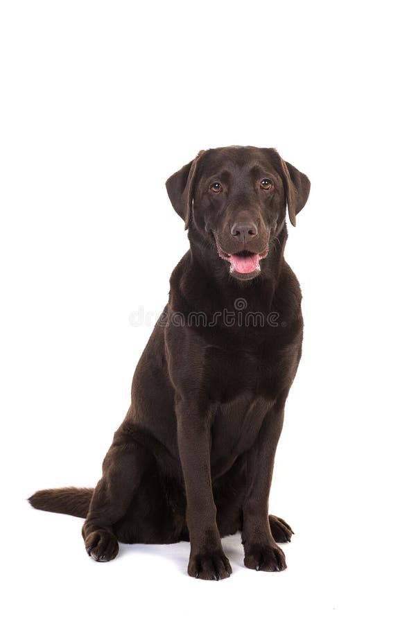 Cane color cioccolato femminile di labrador retriever che si siede con la sua m. immagine stock Cane color cioccolato femminile di labrador retriever che si siede con la sua m. immagine stock
