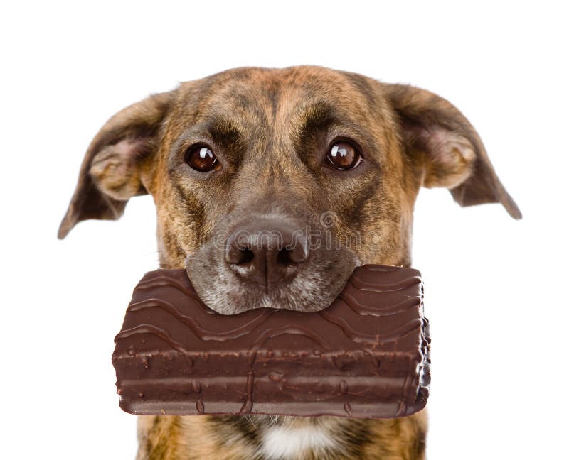 Cane con cioccolato nella bocca Isolato su priorità bassa bianca fotografie stock Cane con cioccolato nella bocca Isolato su priorità bassa bianca fotografie stock