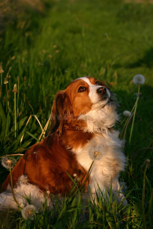 Cane con i semi del dente di leone fotografia stock libera da diritti