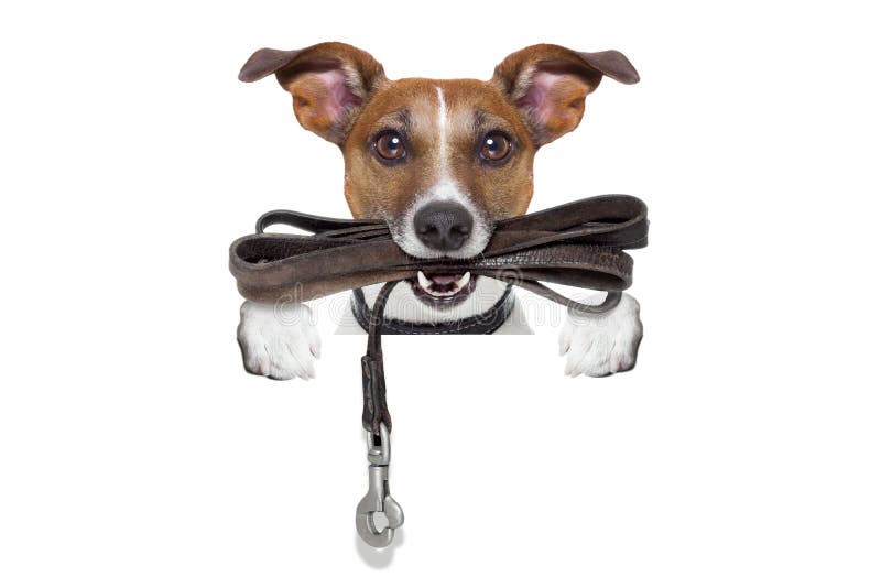 Jack russell terrier dog waiting to go for a walk with owner, leather leash in mouth, isolated on white background. Jack russell terrier dog waiting to go for a walk with owner, leather leash in mouth, isolated on white background