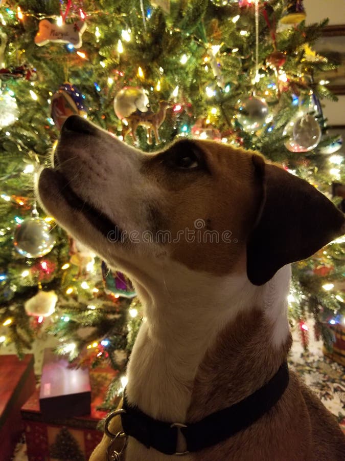 Cane con il Natale fotografie stock Cane con il Natale fotografie stock